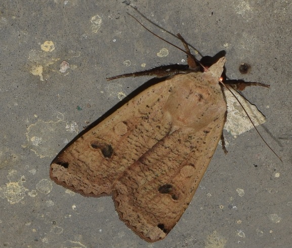Noctua pronuba (Noctuidae)? S�